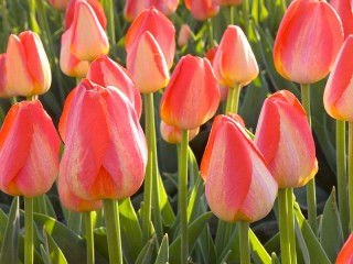 Пазл «Тюльпаны»