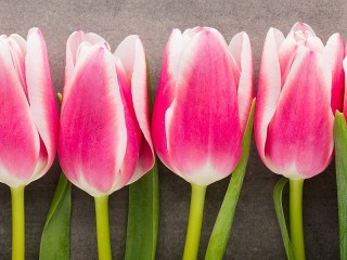 Пазл «Тюльпаны»