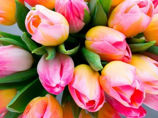 Пазл «Тюльпаны»