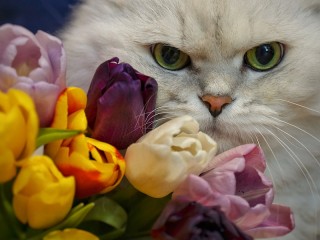 Пазл #73950
