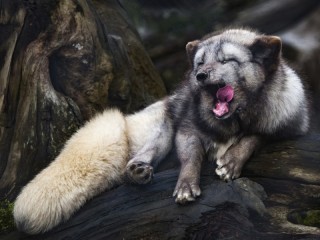Пазл #63514