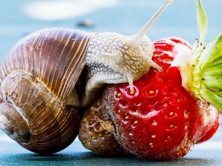 Пазл «Улитка и ягода»