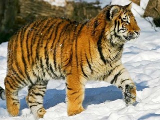Пазл «Уссурийский тигр»