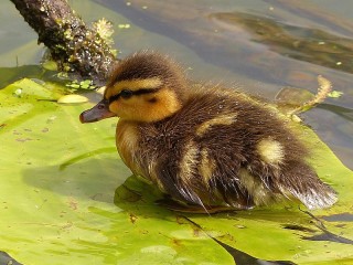 Пазл «Утёнок на листе»
