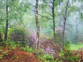 Пазл #59597