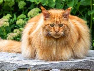 Пазл «В саду»