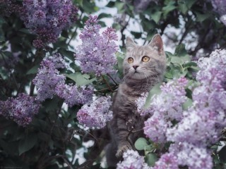 Пазл #27754