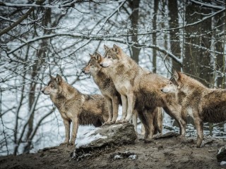 Пазл «В Скалистых горах»