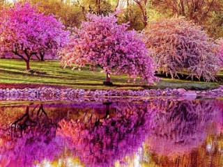 Пазл «В цвету у воды»