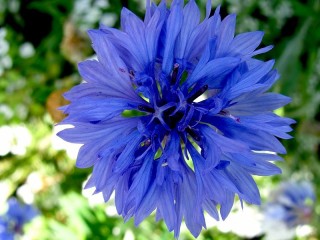 Пазл «Василек»