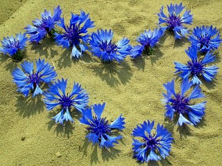 Пазл «Васильковое сердце»