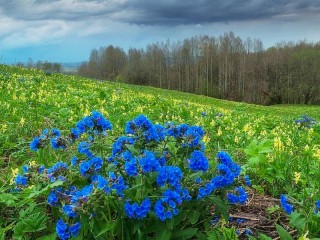 Пазл #14627
