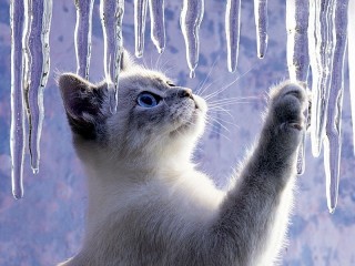 Пазл #63885