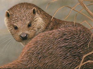 Пазл «Выдра»