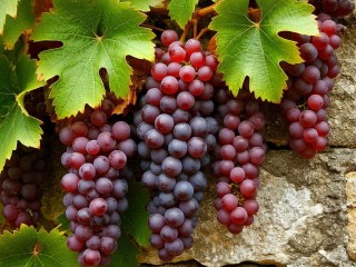 Пазл «Виноград»