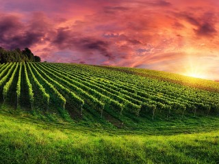 Пазл «Виноградник в закате»