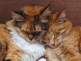 Пазл «Вместе»