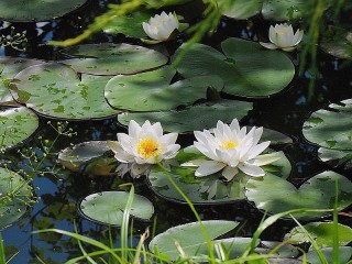 Пазл «Водяная лилия»