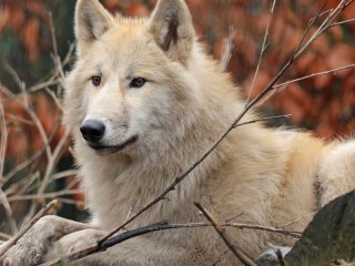Пазл #70671