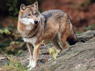 Пазл «Волк»