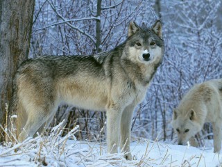 Пазл «Волк»