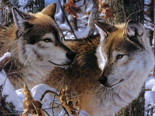 Пазл «Волки»