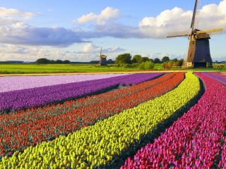 Пазл «Windmill»