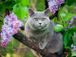 Пазл «Я тоже цветочек»