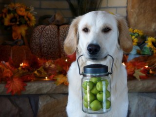 Пазл «Яблоки для хозяина»