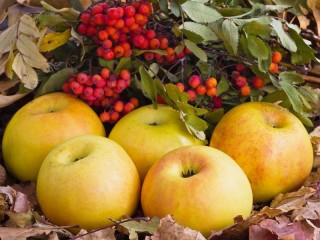 Пазл «Яблоки и рябина»