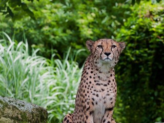 Пазл «Ягуар»