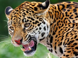 Пазл «Ягуар»