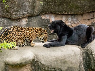 Пазл #36838
