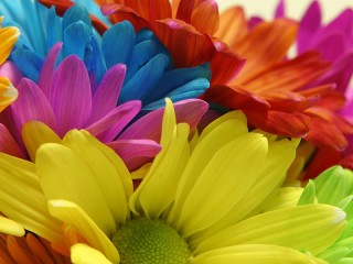 Пазл «Яркие ромашки»