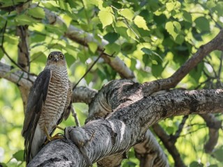 Пазл «Ястреб»
