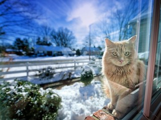 Пазл #67932