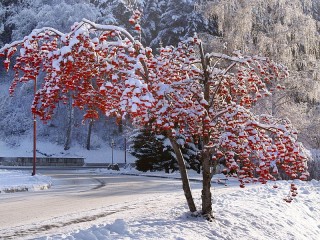 Пазл #37402