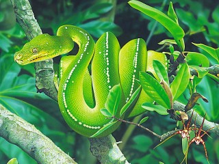 Пазл «Зелёный питон»