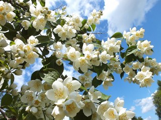 Пазл «Жасмин»