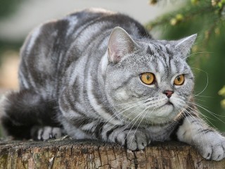 Пазл #13644