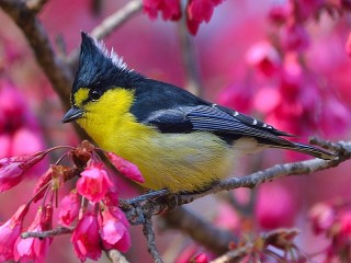 Пазл «Жёлтая на розовом»