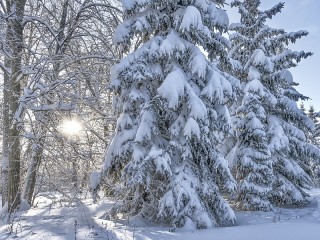 Пазл #59312