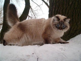 Пазл #52380