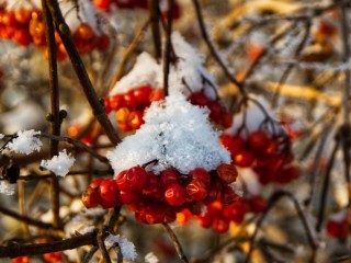 Пазл «Зимняя ягода»