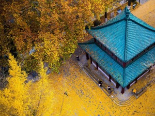 Пазл #24319