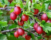 Пазл  Крыжовник 