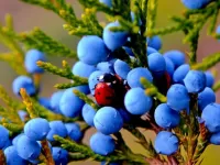 Пазл  Можжевельник