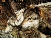 Пазл  The Companions