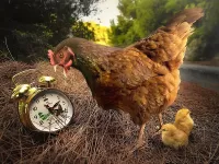 Пазл А где петух