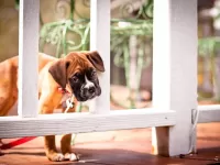 Пазл А меня забыли